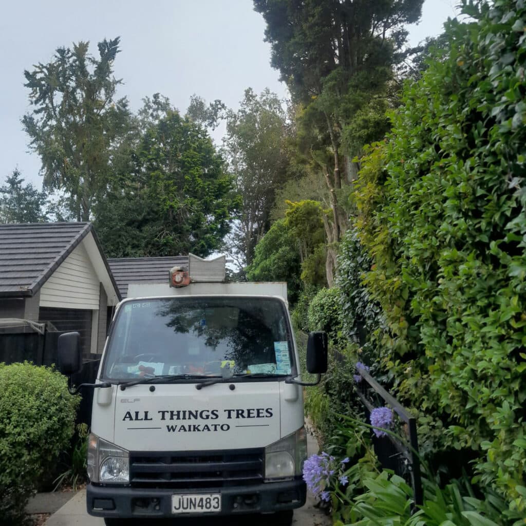 all things tree waikato tree removal services in hamilton and waikato Why choose All Things tree services 4
