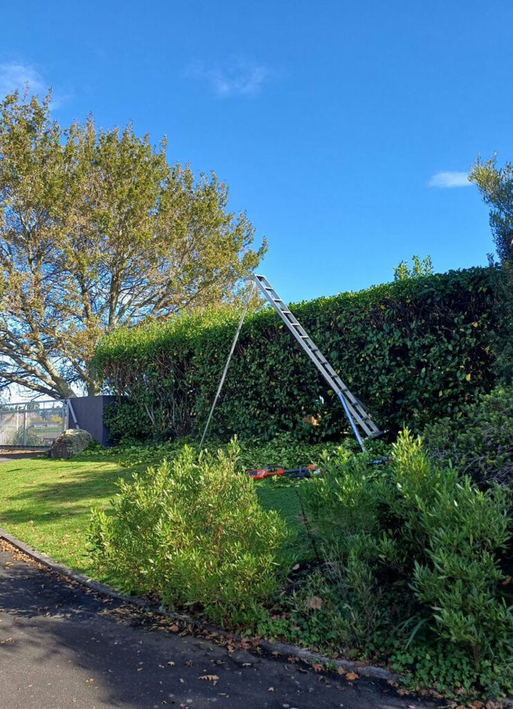 all things tree waikato tree removal services in hamilton and waikato wide hedge trimming service 2
