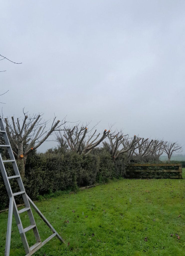 all things tree waikato tree removal services in hamilton and waikato wide tree pruning and trimming 1