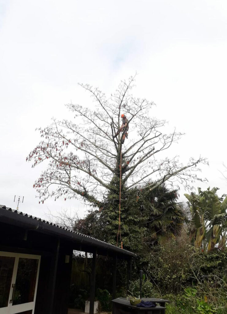 all things tree waikato tree removal services in hamilton and waikato wide tree pruning and trimming 2