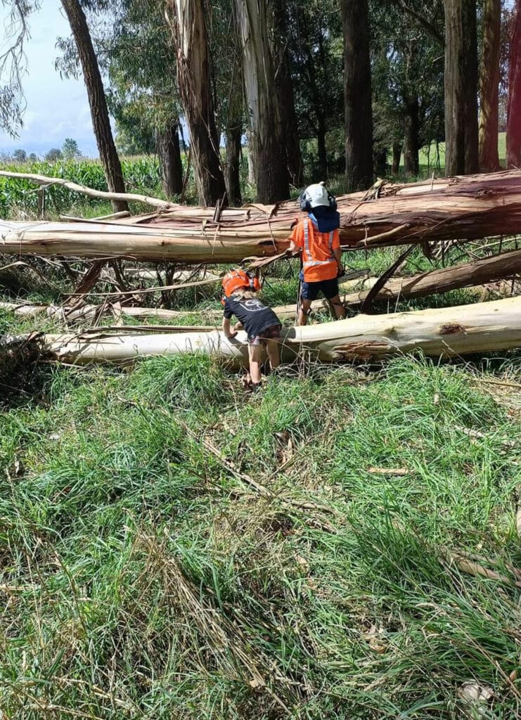 all things tree waikato tree removal services in hamilton and waikato wide tree removal 6