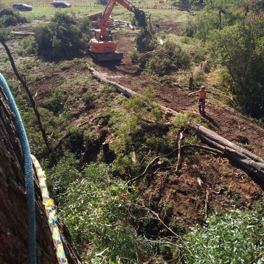 all things trees waikato land cleaning services 9